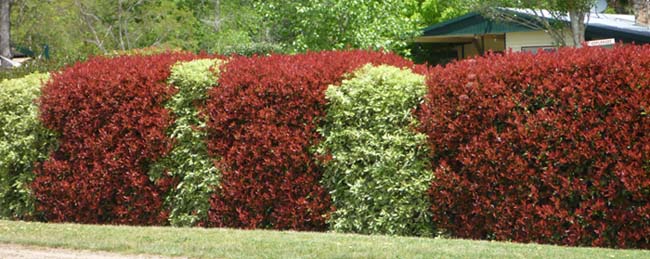 photinias red robin en haie